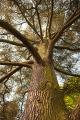 IMG_7927 tree in arboretum